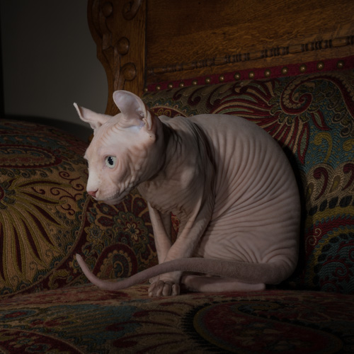 Philadelphia pet photography, hairless cat ,syphinx