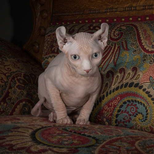 Philadelphia pet photography, hairless cat ,syphinx