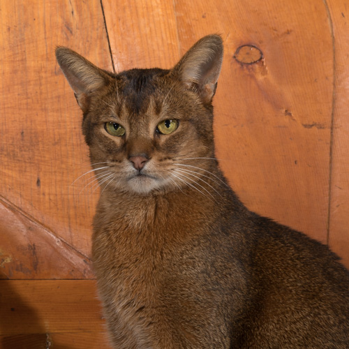 Philadelphia pet photography