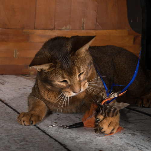 Philadelphia pet photographer