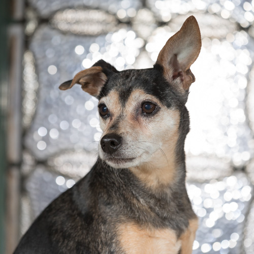 Main line  pet photography, jack russel terrier