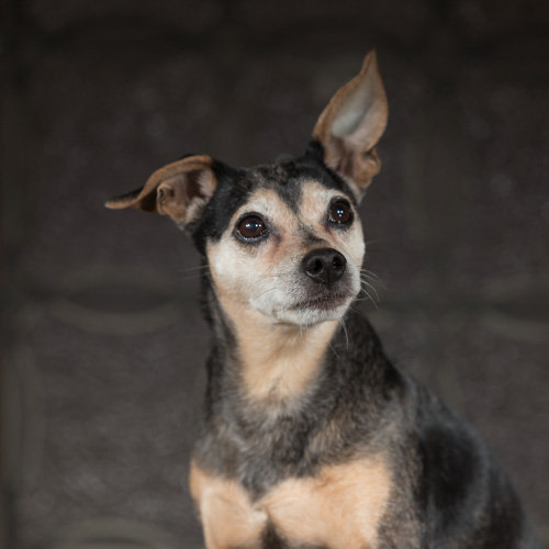 Philadelphia pet photographer, jack ruseel terrier