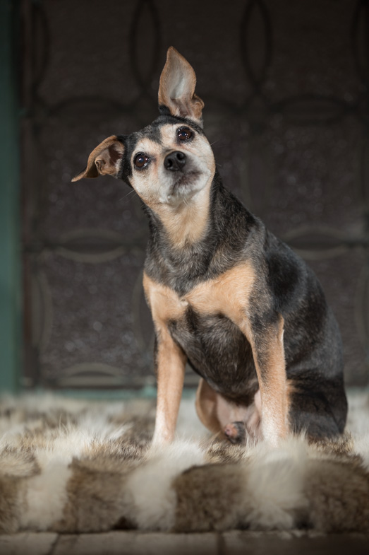 Philadelphia pet photography, terrier