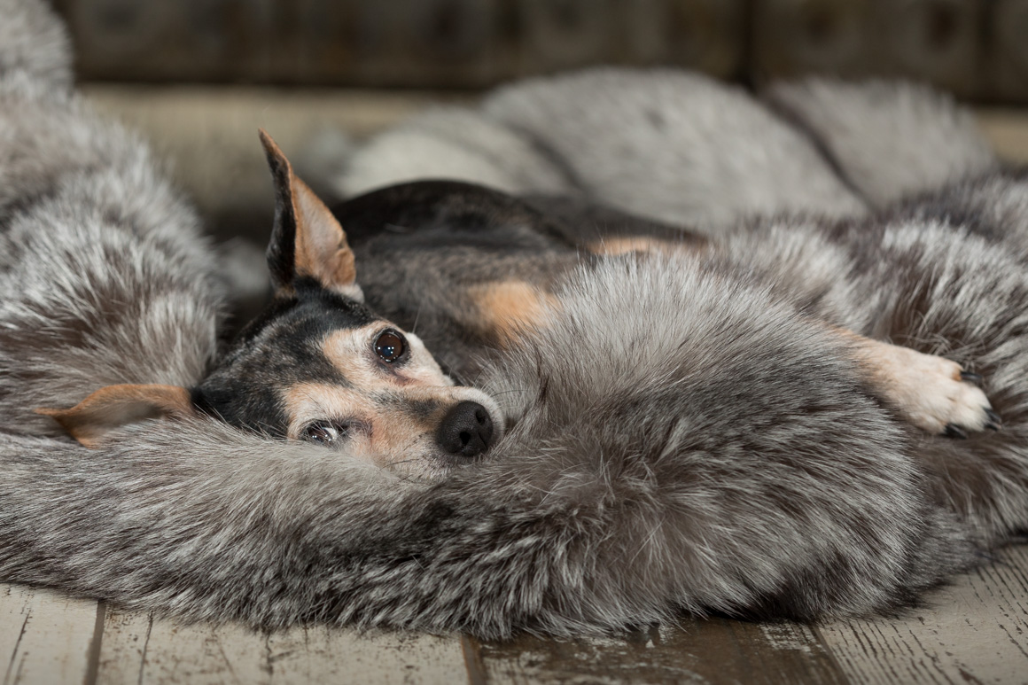 Philadelphia pet photographer