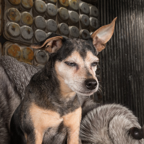 Philadelphia pet photographer, jack russel terrier