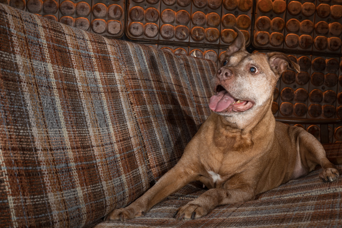 Philadelphia studio pet photography, 