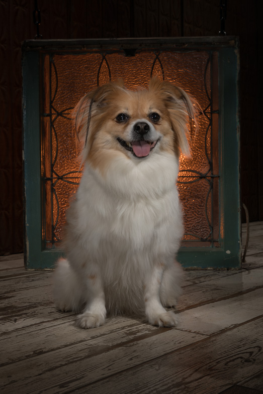 Shifoo - dog smiling