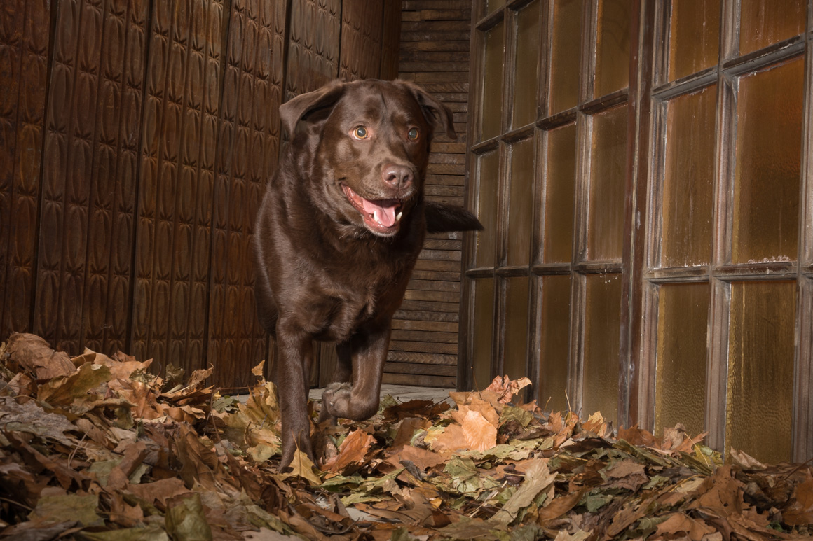 choclate lab, Philadelphia pet photographer
