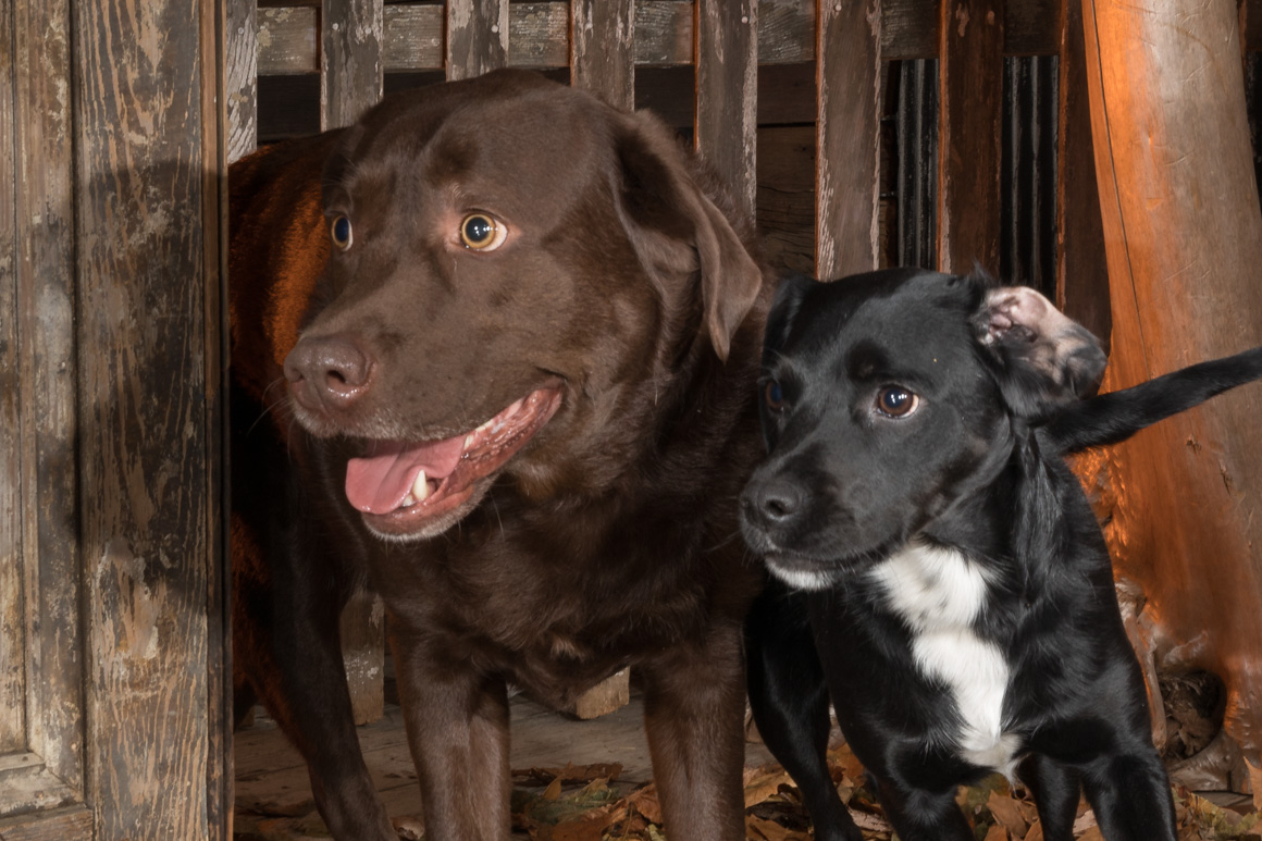 Philadelphia studio pet photographer