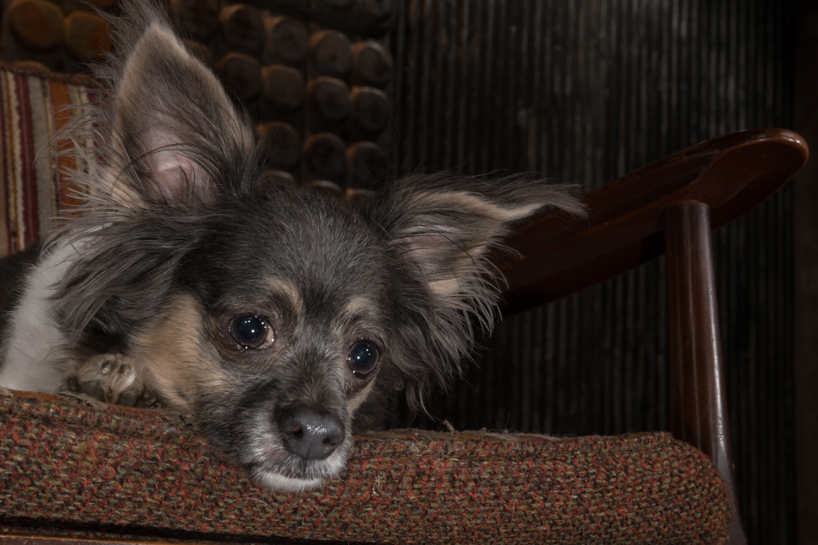 Philadelphia pet photographer