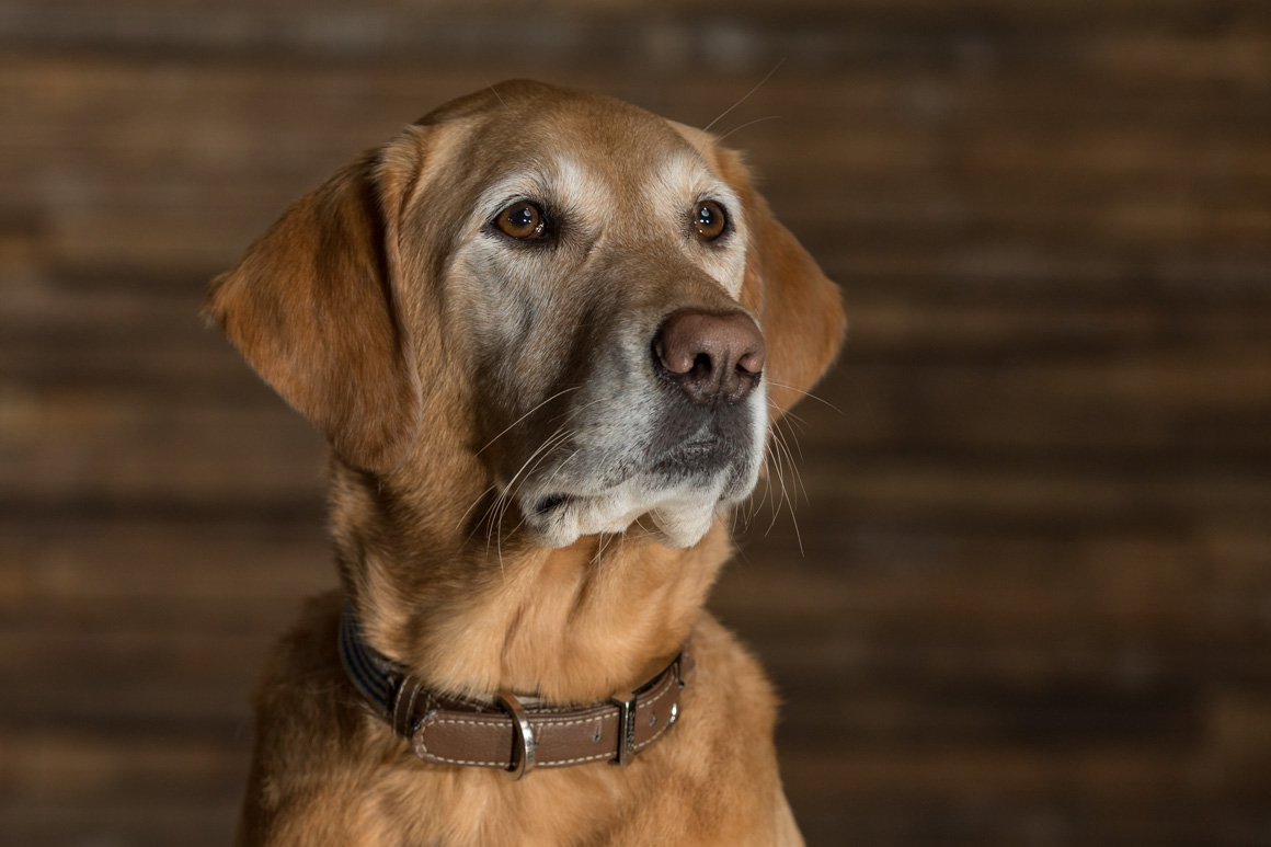 golden retriever, Lancaster pet photographer