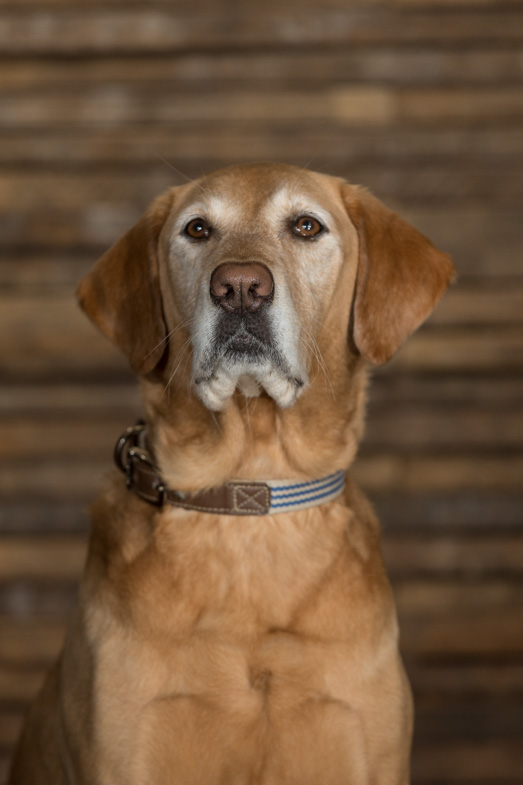 Lancaster studio pet photography, 
