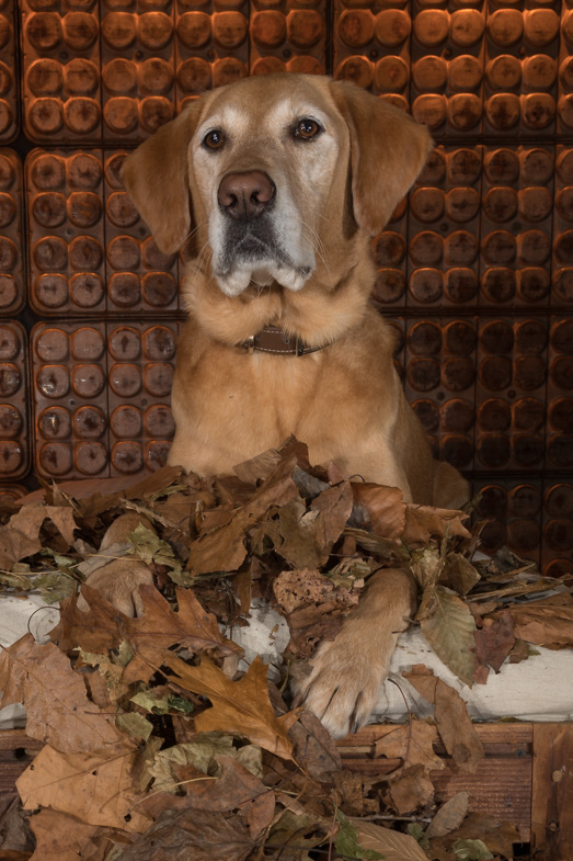 golden retriever, studio pet photography