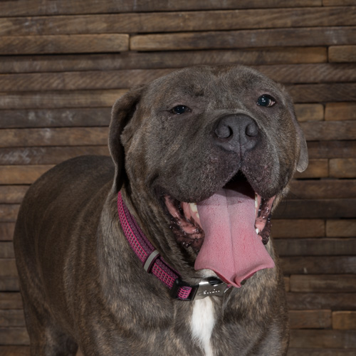 Philadelphia pet photography, mastiff