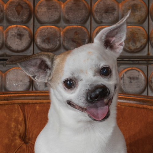 Philadelphia pet photographer