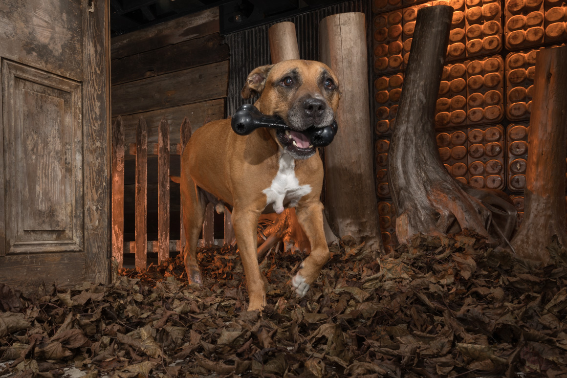 Philadelphia studio pet photographer