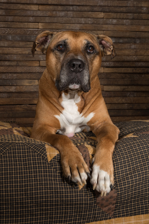 Brown and white dog lying down
