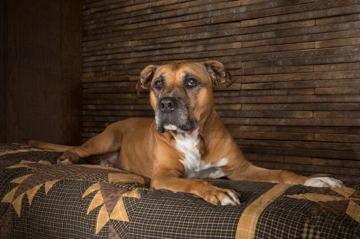 Lancaster pet photographer