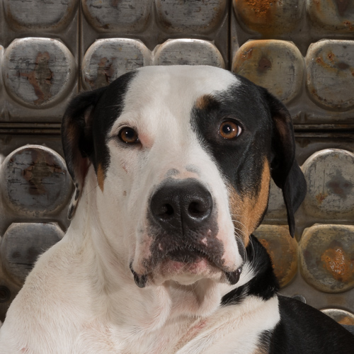 Philadelphia pet photography, 