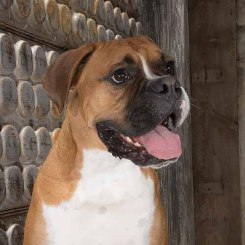 boxer,Philadelphia pet photography, 