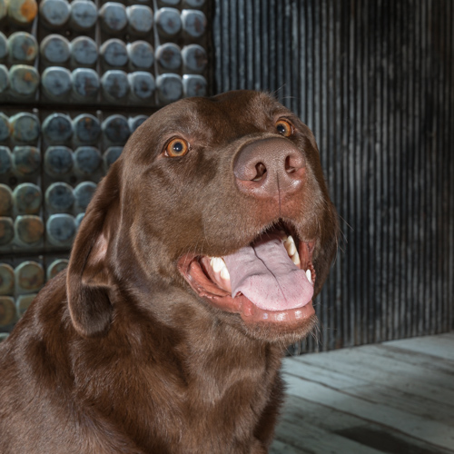 chocolate lab, Philadelphia pet photography, 