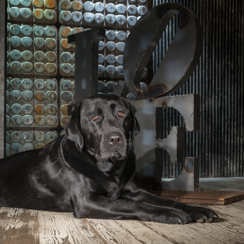 black lab.Philadelphia studio pet photography, 
