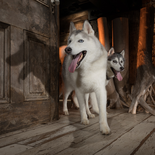 Philadelphia pet photography, 