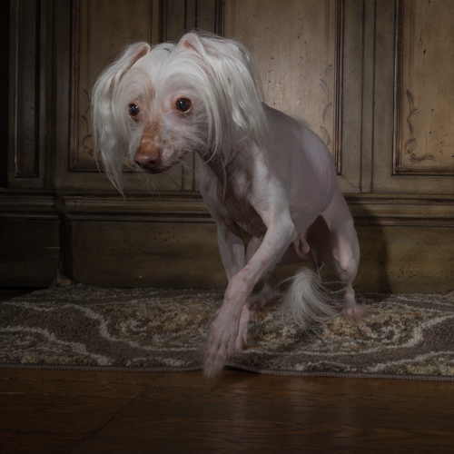 Chinese Crested, philadelphia pet photographer