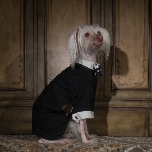 Chinese Crested, Lancaster pet photographer