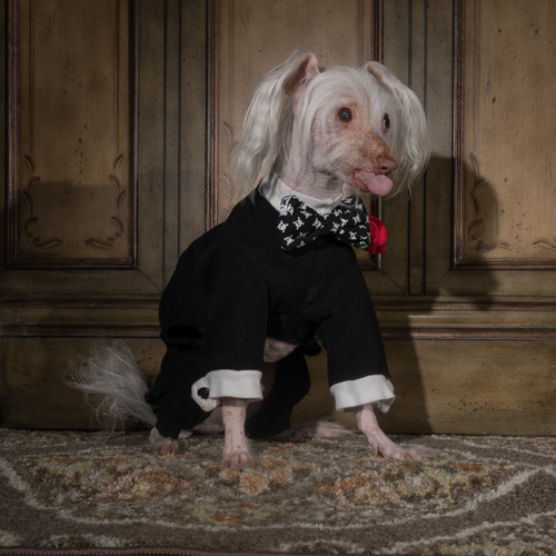 Chinese Crested, lancster pet Photographer