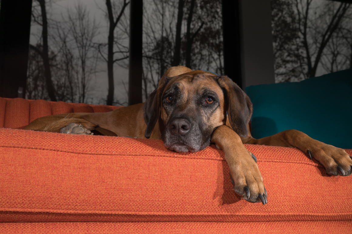 rhdesian Ridgeback, Lancaster pet photographer