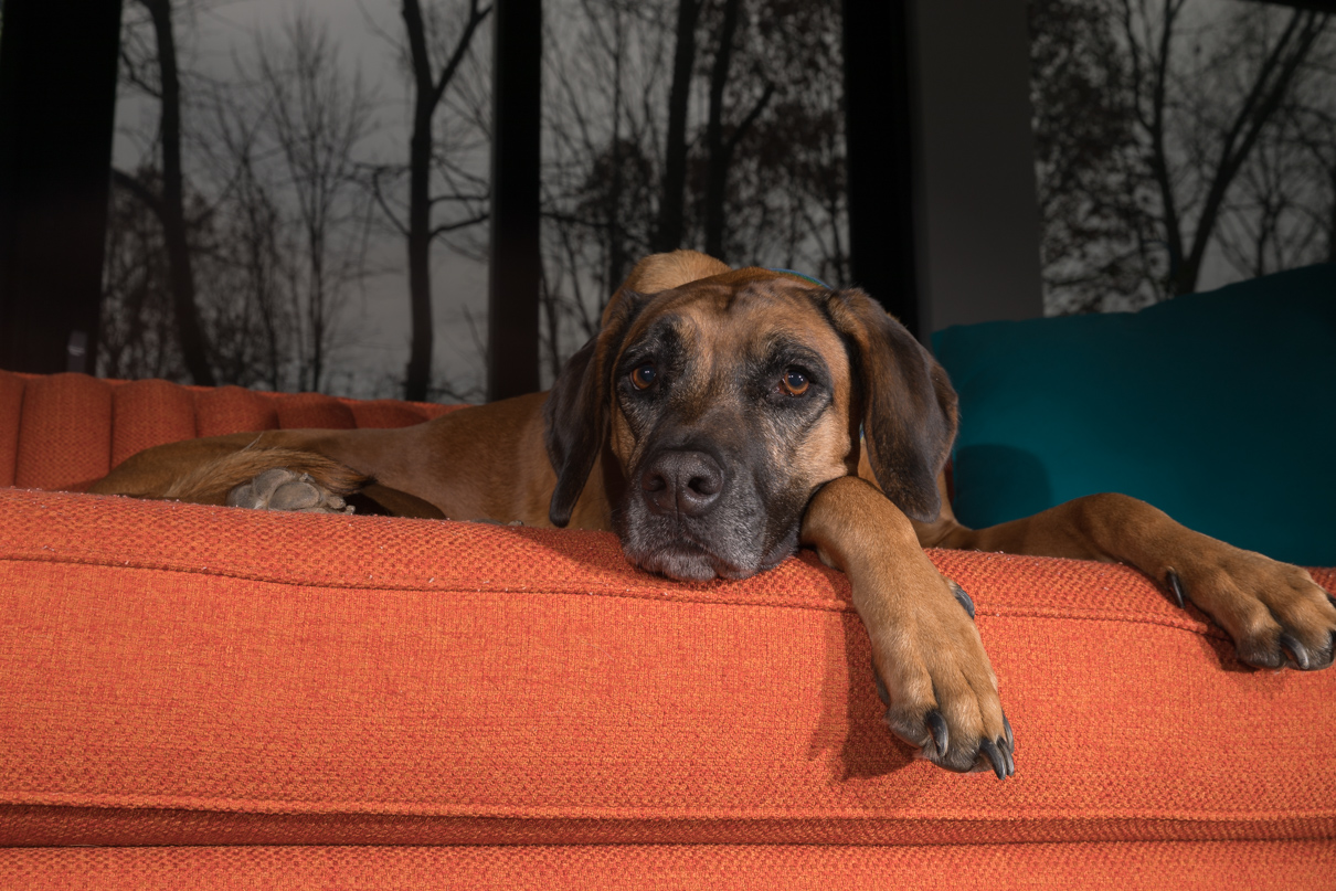 Rhodesian Ridge Back , Philadelphia pet photographer