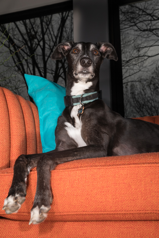 Italian Greyhound, Philadelphia pet photographer