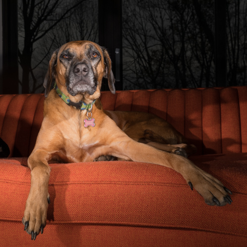 Rhodesian Ridgeback, working dog, Lancaster pet photographer