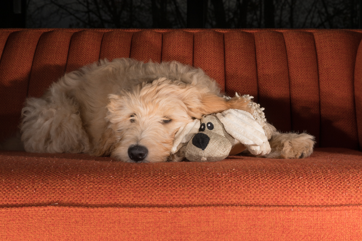 goldendoodle, lancaster pet photographer