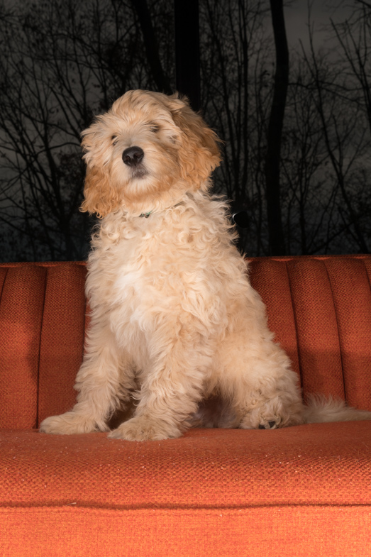 Goldendoodle, philadelphia pet photographer