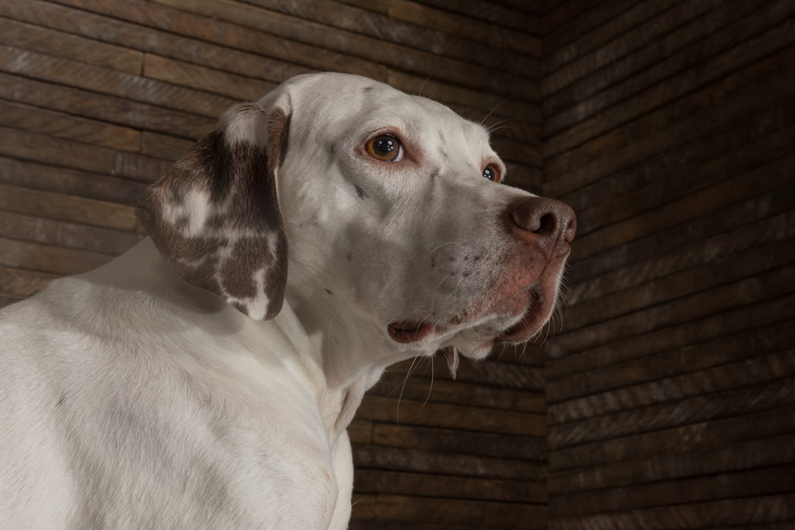hunting dog, rescue dog, lancaster county pet photographer