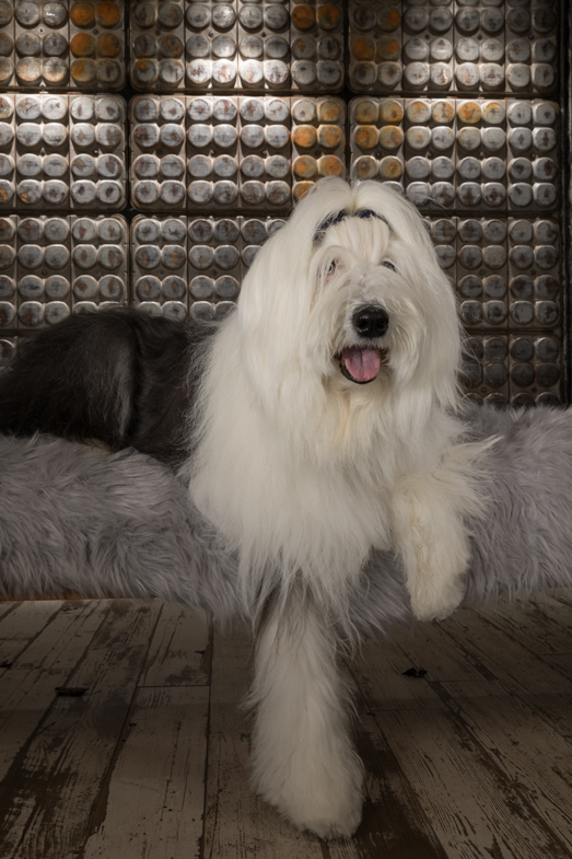 Old english sheeodog, therapy dog, working dog