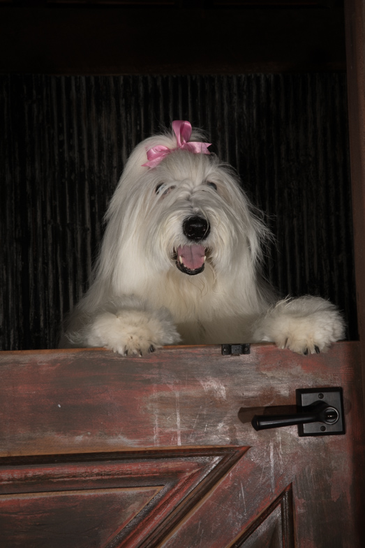 Old english sheep dog, working dog, therapy dog