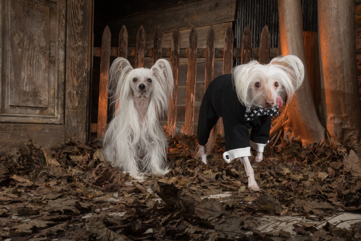 Chinese Crested, studio pet photography