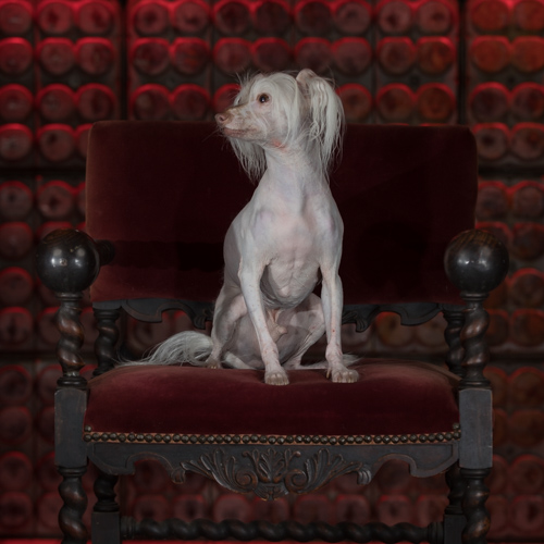 Chinese Crested, lancster pet Photographer