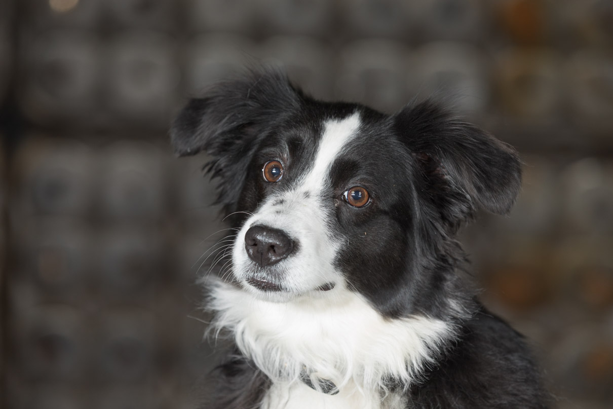 australian shepherd, philadelphia pet photographer