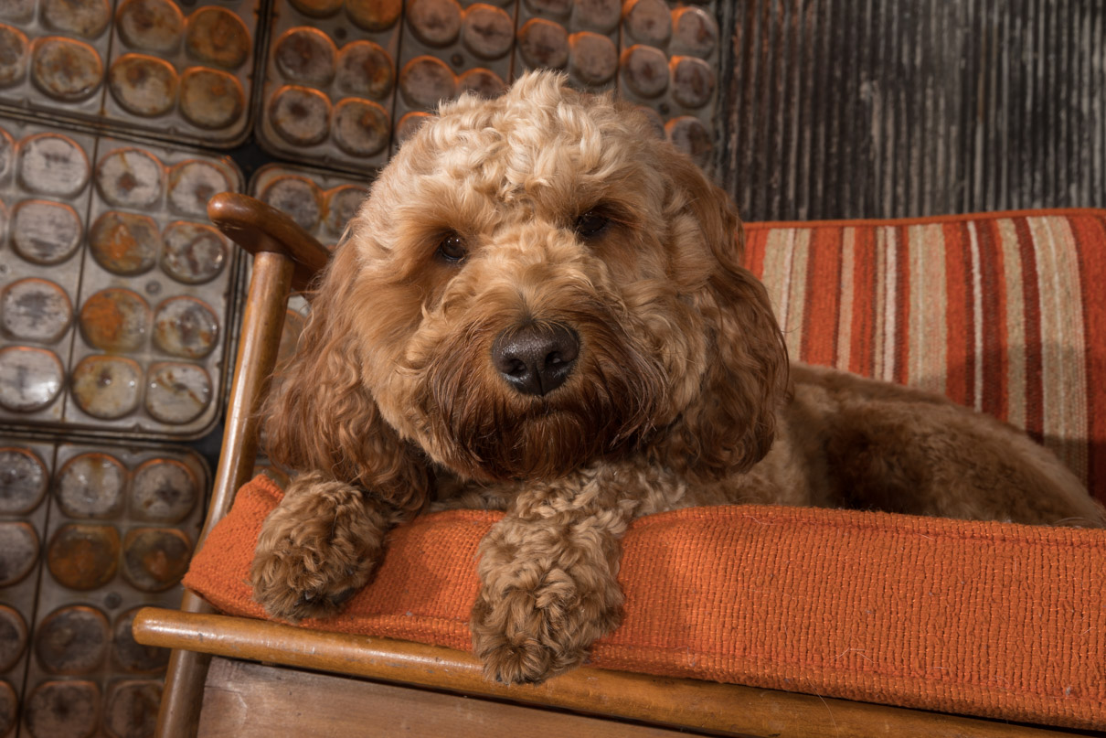 gooden doodle, lancaster pet photographer