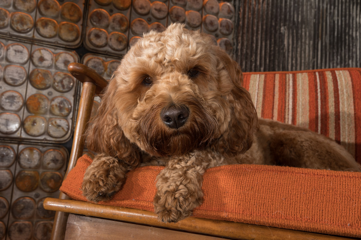studio pet photography, goodlen doodle