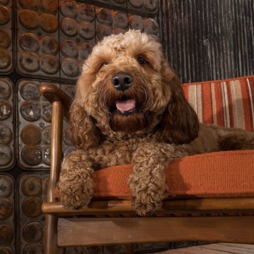 goldendoodle, Philadephia pet photographer
