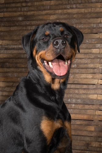 rotweiler, rescue dog, philadelphia top pet photographer