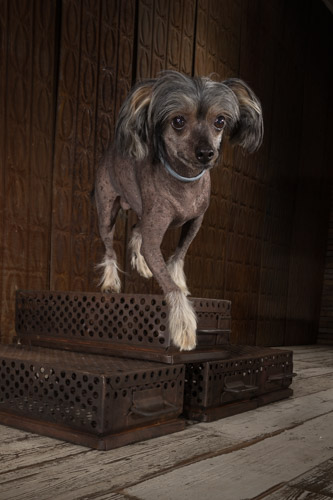 chinese crested, top philadephia pet photographer