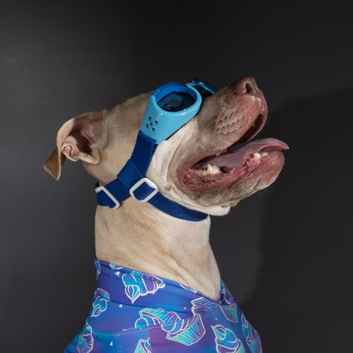 pit bull, rescue dog, Bucks county pet photographer
