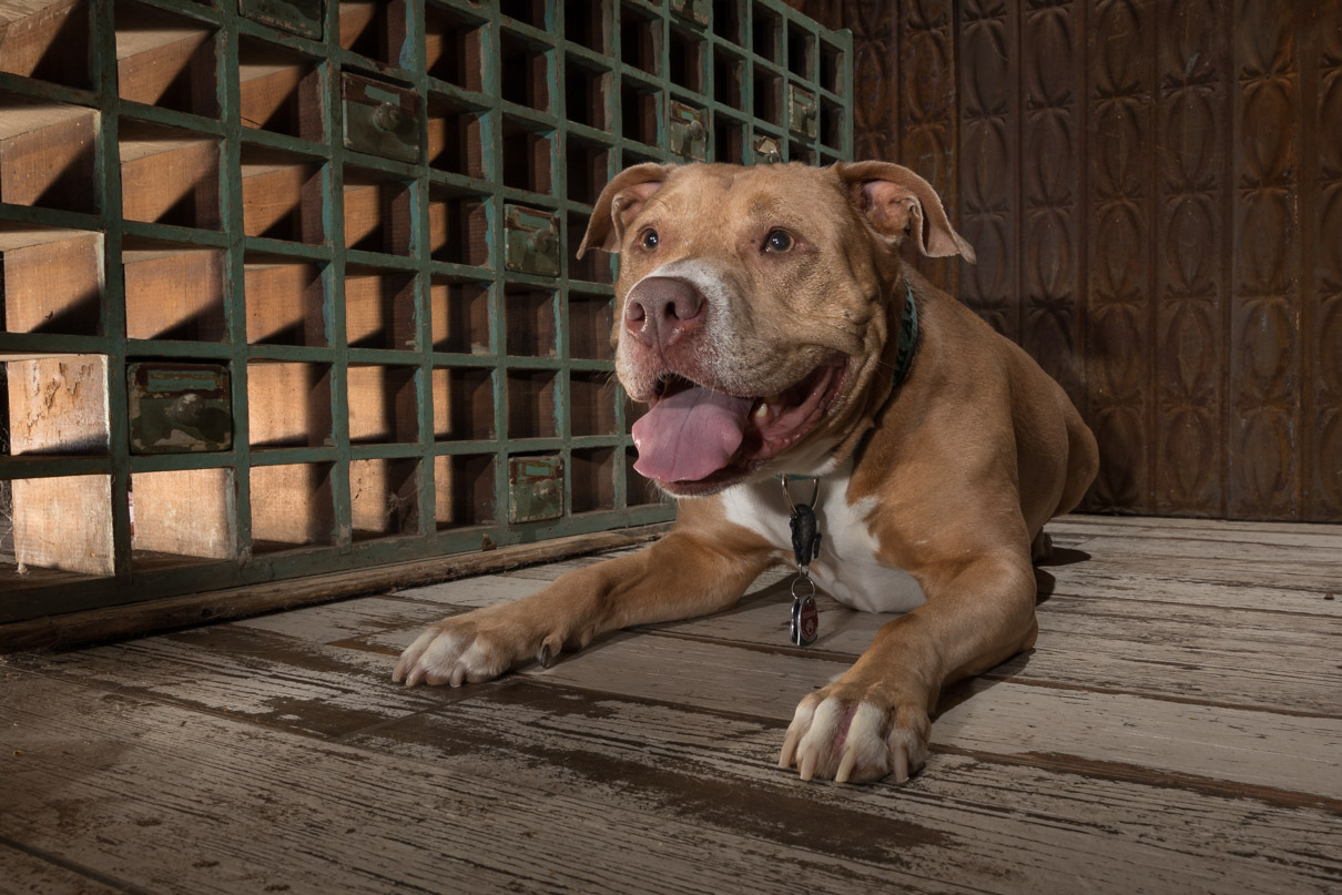 pit bull, rescue dog, studio pet photography
