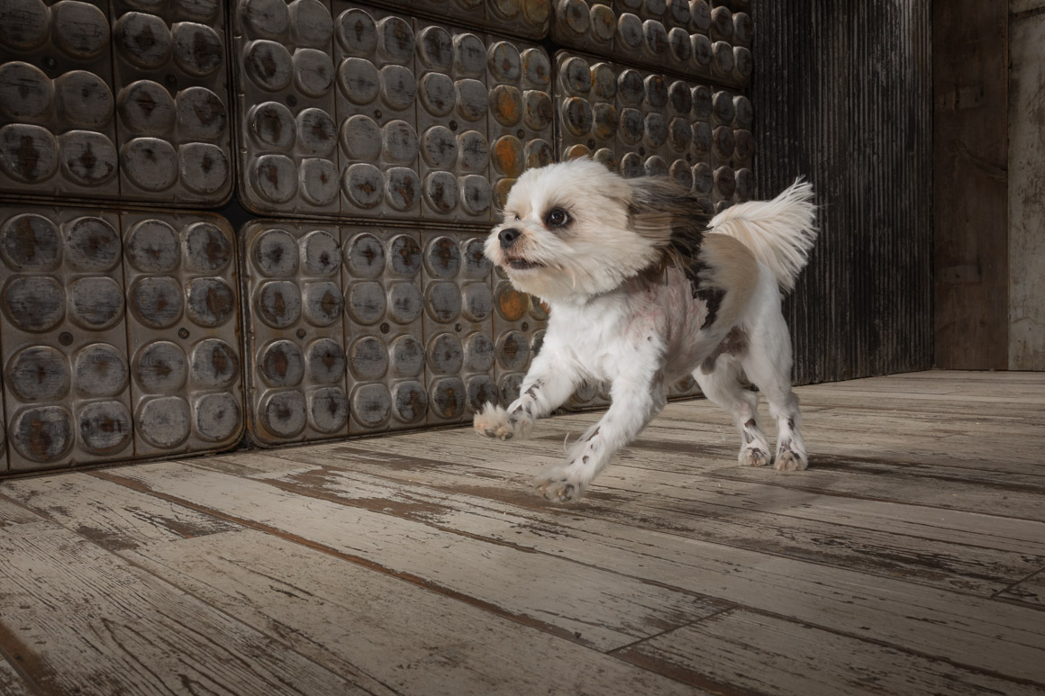 philadelphia pet photographer